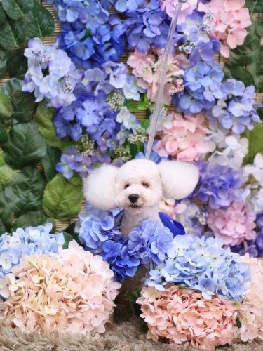 20250606あんちゃん